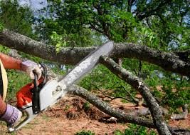 Trusted Moss Beach, CA Tree Services Experts